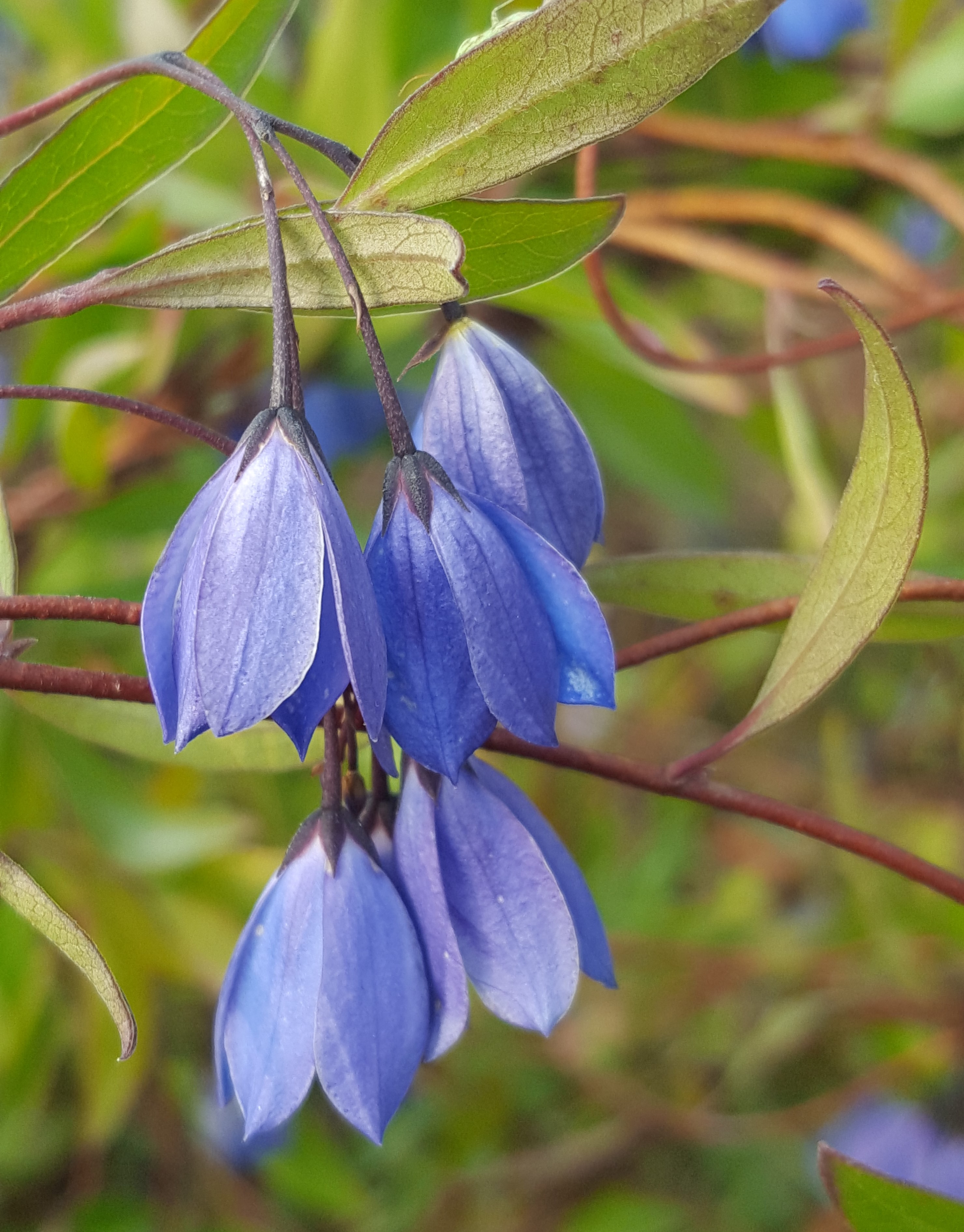 2. Enchanting Bluebell Plants: Add Azure Beauty To Your Landscape